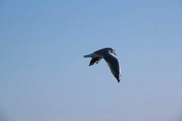 Gabbiano in volo nel cielo blu