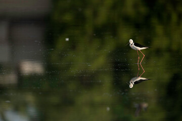 Black-winged Stilt  and beautiful reflection at Tubli bay, Bahrain