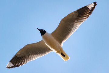 seagull in flight