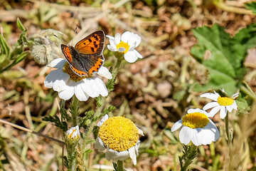 Bicolor mantled butterfly on daisy