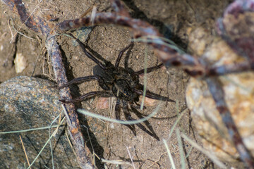 Wolf spider among rocks and debris.  Large darkly colored spider moves between small cracks and dirt in its natural habitat.  These spiders do not weave webs.