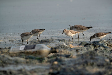 Little Stint druing low tide  feeding at Tubli bay with garbage dump, Bahrain