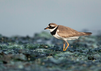 Little ringed plover at Tubli bay, Bahrain