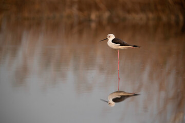 Black-winged Stilt and dramatic reflection at Asker marsh , Bahrain
