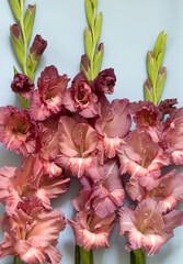 Flowers and buds of an unusual gladiolus on a blue background, greeting card.