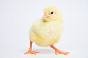 Young chicken broiler in the studio on a white background. Bird raising