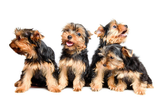 Four cute little puppies of the Yorkshire Terrier