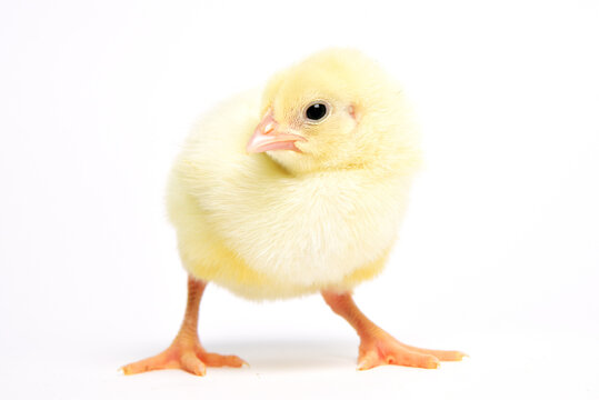 Young chicken broiler in the studio on a white background. Bird raising