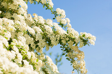 Floral background with bush on the flowerbed