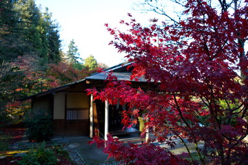 Shot of red maples in Seattle Japanese Garden, tea party in the house