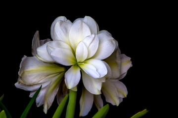 white st.joseph's lily close up