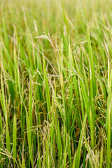 Green rice field agriculture area in Thailand, selective focus