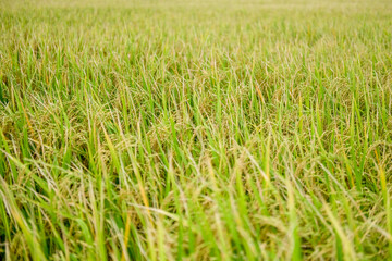 Obraz premium Green rice field agriculture area in Thailand, selective focus