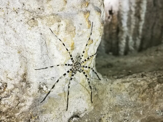 Cave spider, Khao Sok