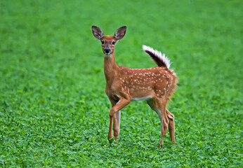 White-tail Fawn