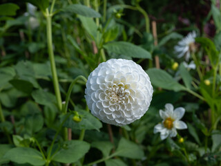White dahlia flower in a botanical garden. It is shot in natural sunlight with green leafs in the background.