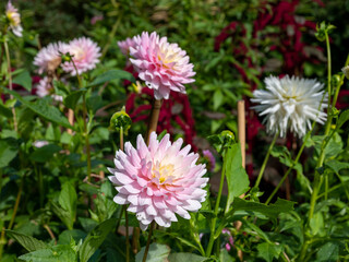 Purple and white dahlia flowers shot in natural sunlight. There is a green foliage background.