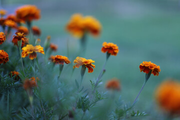 Obraz premium Orange marigold flowers in a garden