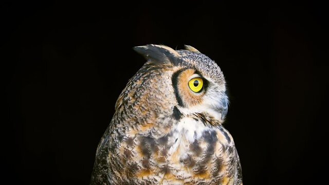 Beautiful Great Horned Owl in front of a black background