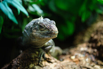 Ctenosaura bakeri, also known as the Utila iguana, Baker's spinytail iguana, swamper or wishiwilly del suampo, is a critically endangered species of spinytail iguana endemic to the island of Utila.