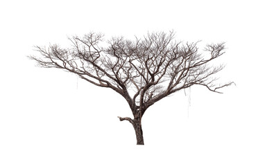 Fototapeta na wymiar Dead Trees isolated on white background, tropical trees isolated used for design, File contains with clipping path so easy to work.
