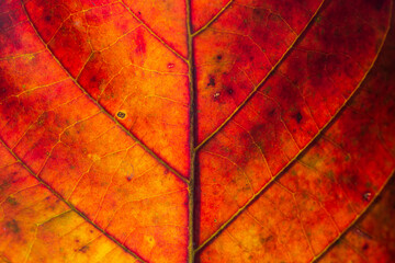 abstract red striped of foliage from nature, detail of leaf textured background