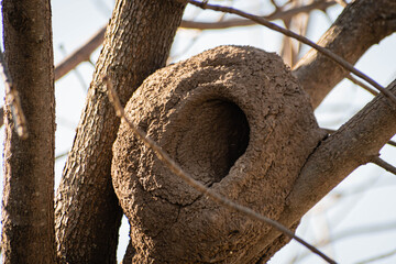 Naklejka premium hornero típico pájaro de argentina que hace su casa con barro sobre árboles
