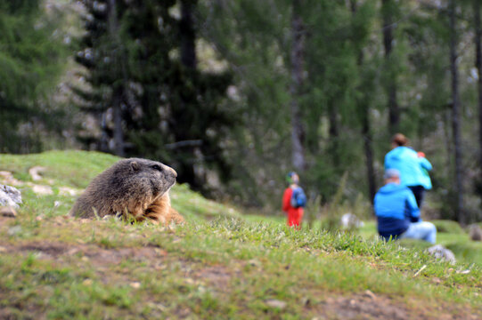 Marmot glancing at people