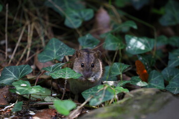 A field mouse in the wild,Apodemus agrarius