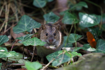 A field mouse in the wild,Apodemus agrarius