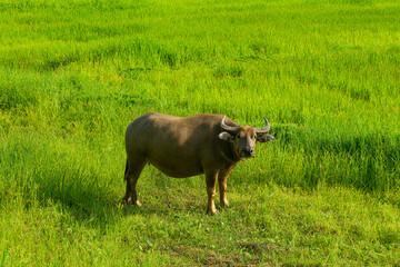 A water buffalo eating grass in the green field. Water buffalo or domestic water buffalo is a large bovid originating in the Indian subcontinent, Southeast Asia, and China