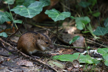 Naklejka na ściany i meble A field mouse in the wild,Apodemus agrarius