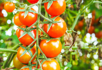 Fresh ripe red tomatoes plant growth in organic greenhouse garden ready to harvest, selective focus