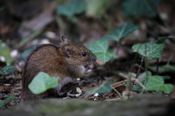 A field mouse in the wild,Apodemus agrarius