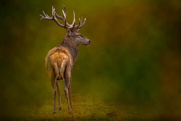 Naklejka na ściany i meble A buck deer seen in a wildlife reserve