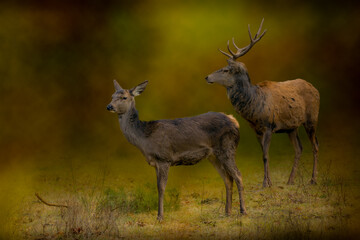 Naklejka na ściany i meble A doe and buck deer seen in a wildlife reserve