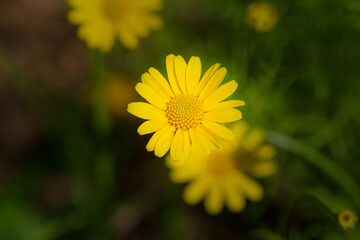 Close up big yellow zinnia flower (zinnia violacea) on green background. Zinnia flower in tropical garden is genus of sunflower family. August yellow flower macro in summer garden as floral background