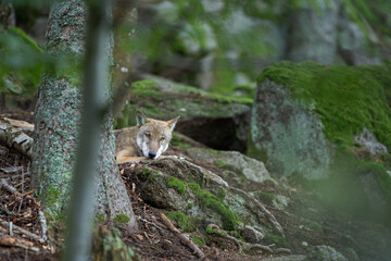 Wolf in the dark forest. Wolf during the day. Rare predators have a rest in the forest. European nature during summer. 