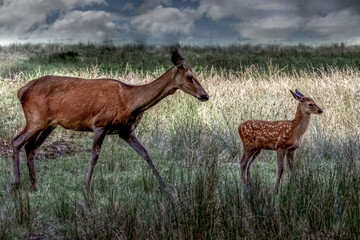 a mother deer and her fawn in a field