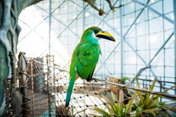Colorful parrot sitting on the tree branch