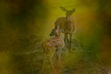 a doe and a fawn in a forest fire