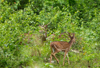 A herd of Cheetal deer grazing at Kabini Forest Reserve, India