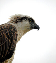 Eagle-eyed Eastern Osprey