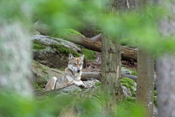 Wolf in the dark forest. Wolf during the day. Rare predators have a rest in the forest. European nature during summer. 