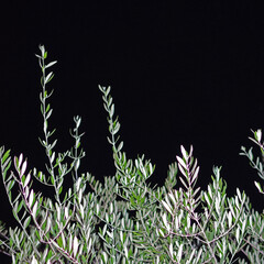 Low angle view of leaves and twigs of an olive tree in a dark summer night
