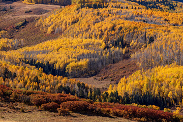 Aspen trees with fall color along Last Dollar Road in the San Juan Mountains near Telluride, Colorado
