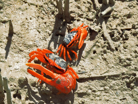 Flame-backed Fiddler Crabs