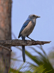 Florida Scrub Jay Perched