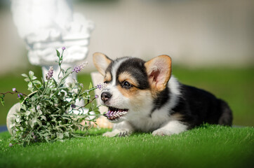 welsh corgi pembroke cute puppy lovely portrait outdoors spring summer sunny photos of dogs
