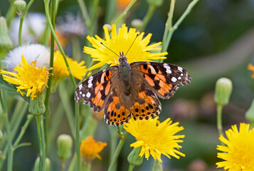Obraz premium Painted Lady Butterfly